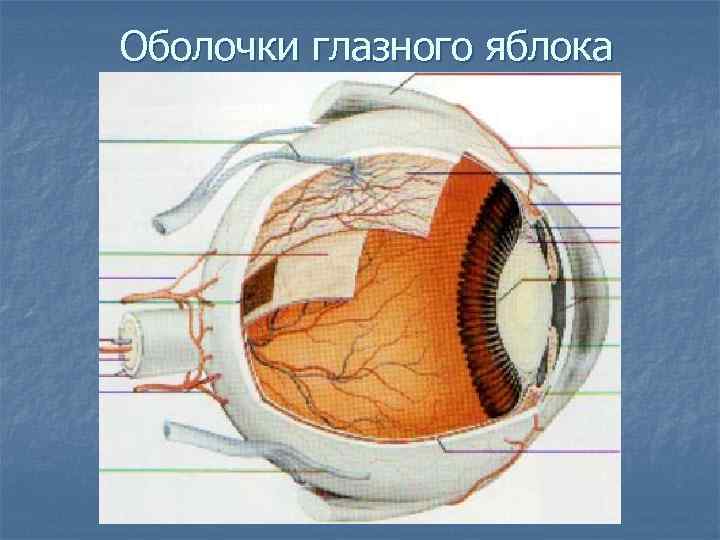 Оболочки глазного яблока 
