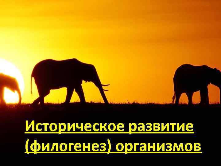 Историческое развитие (филогенез) организмов 