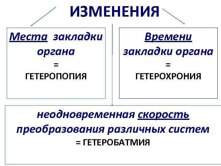 ИЗМЕНЕНИЯ Места закладки органа = ГЕТЕРОПОПИЯ Времени закладки органа = ГЕТЕРОХРОНИЯ неодновременная скорость преобразования