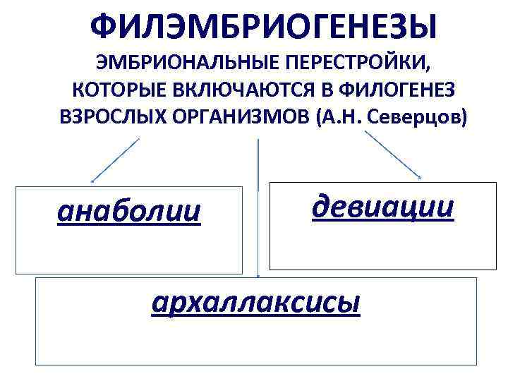 ФИЛЭМБРИОГЕНЕЗЫ ЭМБРИОНАЛЬНЫЕ ПЕРЕСТРОЙКИ, КОТОРЫЕ ВКЛЮЧАЮТСЯ В ФИЛОГЕНЕЗ ВЗРОСЛЫХ ОРГАНИЗМОВ (А. Н. Северцов) анаболии девиации