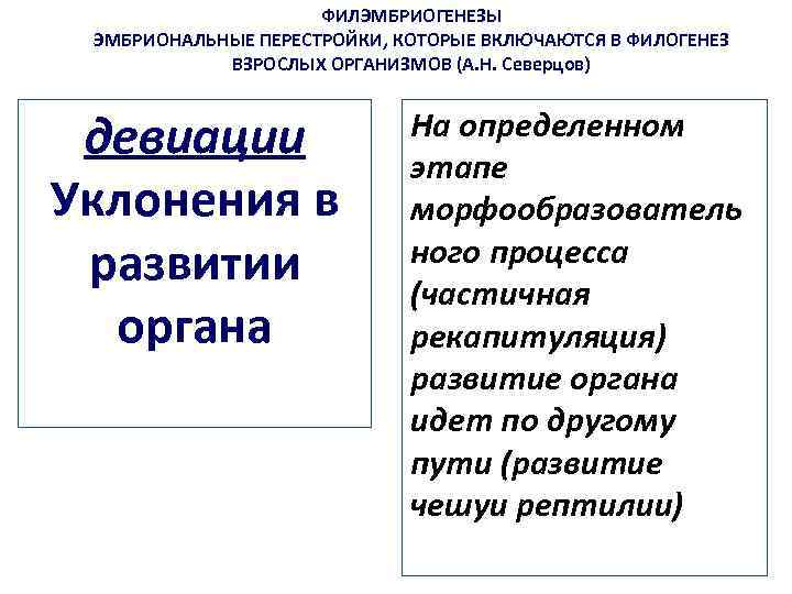 ФИЛЭМБРИОГЕНЕЗЫ ЭМБРИОНАЛЬНЫЕ ПЕРЕСТРОЙКИ, КОТОРЫЕ ВКЛЮЧАЮТСЯ В ФИЛОГЕНЕЗ ВЗРОСЛЫХ ОРГАНИЗМОВ (А. Н. Северцов) девиации Уклонения