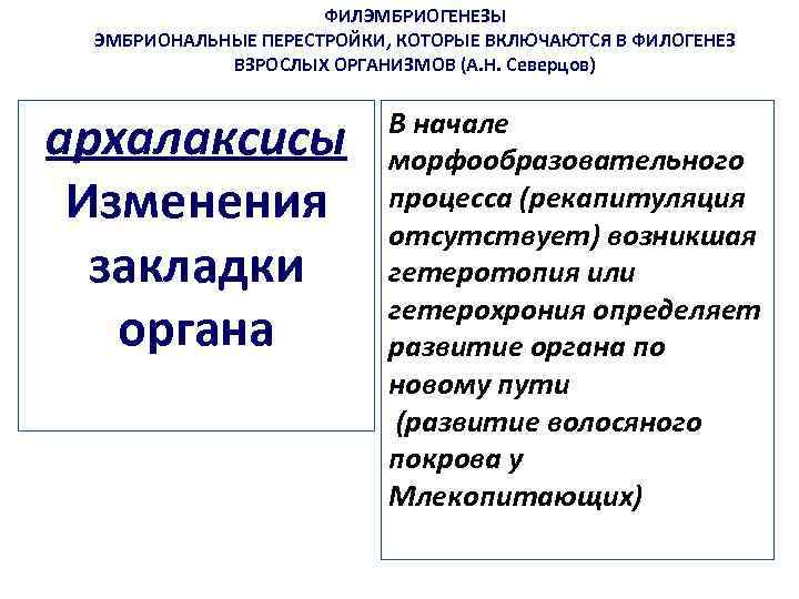 ФИЛЭМБРИОГЕНЕЗЫ ЭМБРИОНАЛЬНЫЕ ПЕРЕСТРОЙКИ, КОТОРЫЕ ВКЛЮЧАЮТСЯ В ФИЛОГЕНЕЗ ВЗРОСЛЫХ ОРГАНИЗМОВ (А. Н. Северцов) архалаксисы Изменения