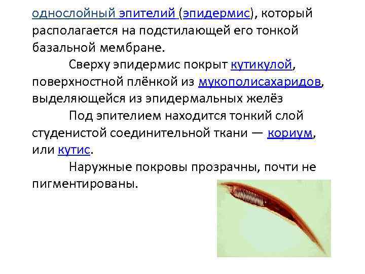 однослойный эпителий (эпидермис), который располагается на подстилающей его тонкой базальной мембране. Сверху эпидермис покрыт