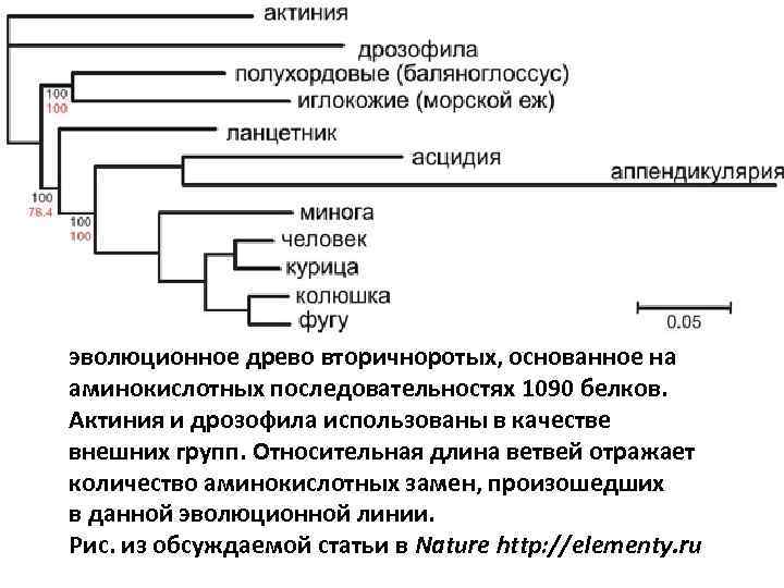 эволюционное древо вторичноротых, основанное на аминокислотных последовательностях 1090 белков. Актиния и дрозофила использованы в