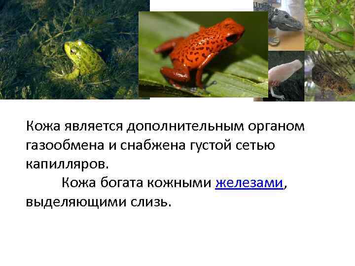 Кожа является дополнительным органом газообмена и снабжена густой сетью капилляров. Кожа богата кожными железами,