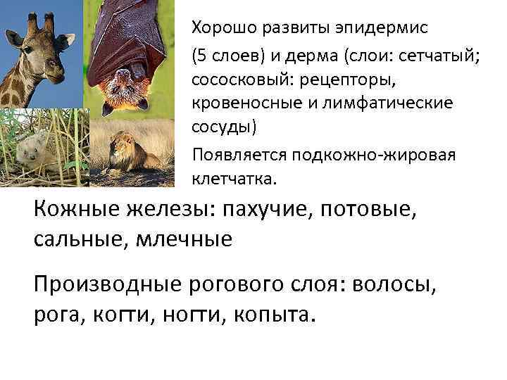 Хорошо развиты эпидермис (5 слоев) и дерма (слои: сетчатый; сососковый: рецепторы, кровеносные и лимфатические