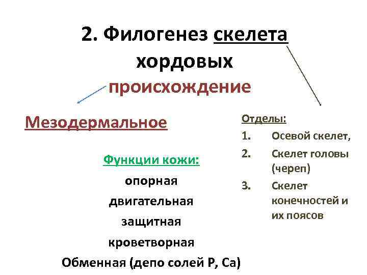 Филогенез кожных покровов