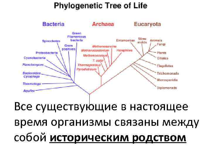 Все существующие в настоящее время организмы связаны между собой историческим родством 