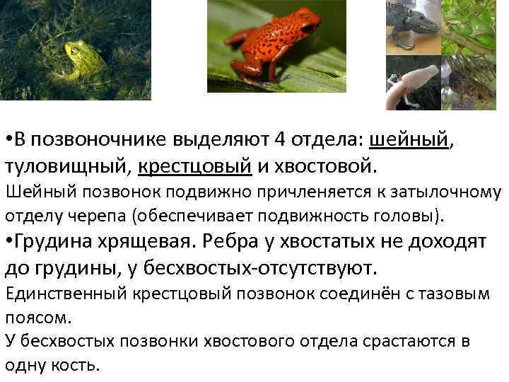  • В позвоночнике выделяют 4 отдела: шейный, туловищный, крестцовый и хвостовой. Шейный позвонок