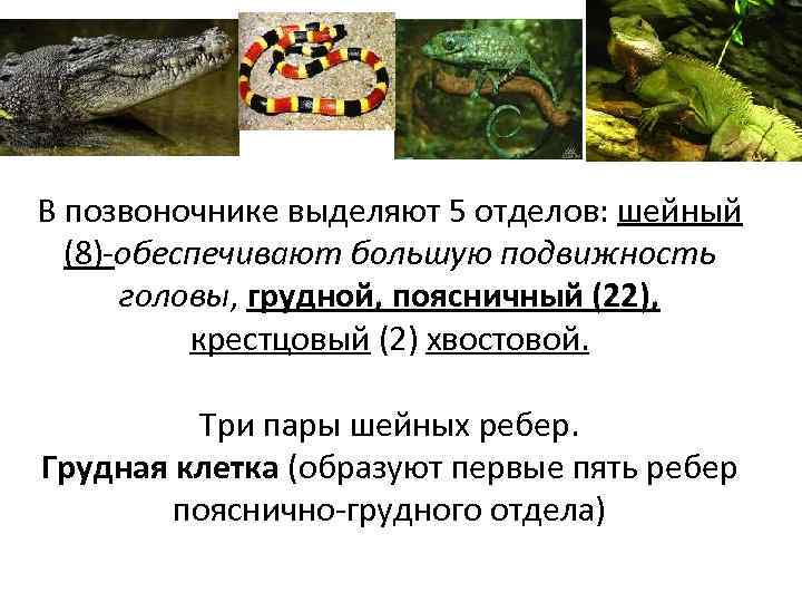 В позвоночнике выделяют 5 отделов: шейный (8)-обеспечивают большую подвижность головы, грудной, поясничный (22), крестцовый