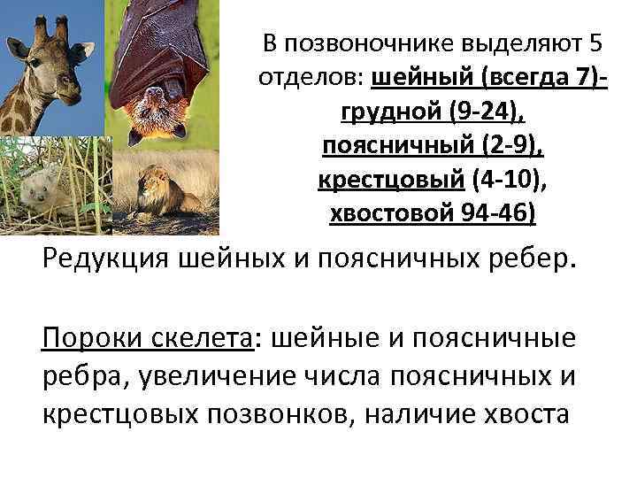 В позвоночнике выделяют 5 отделов: шейный (всегда 7)- грудной (9 -24), поясничный (2 -9),