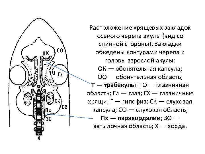 Расположение хрящевых закладок осевого черепа акулы (вид со спинной стороны). Закладки обведены контурами черепа