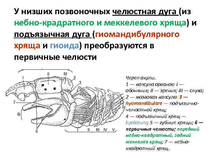 У низших позвоночных челюстная дуга (из небно-крадратного и меккелевого хряща) и подъязычная дуга (гиомандибулярного