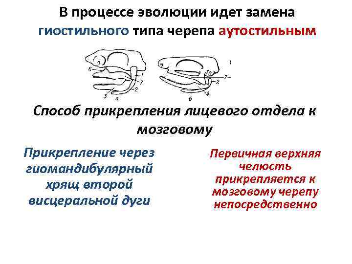 Схема типов крепления мозгового и висцерального отделов черепа