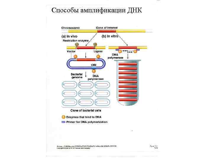 Способы амплификации ДНК 