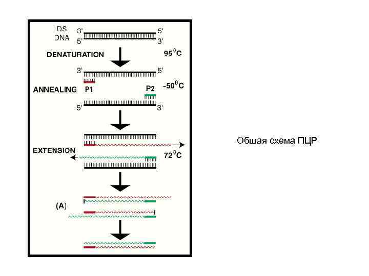 3 цикла пцр. Схема двух циклов ПЦР. Нарисуйте схему и обозначьте этапы ПЦР. Этапы ПЦР схема. Этапы амплификации ПЦР.