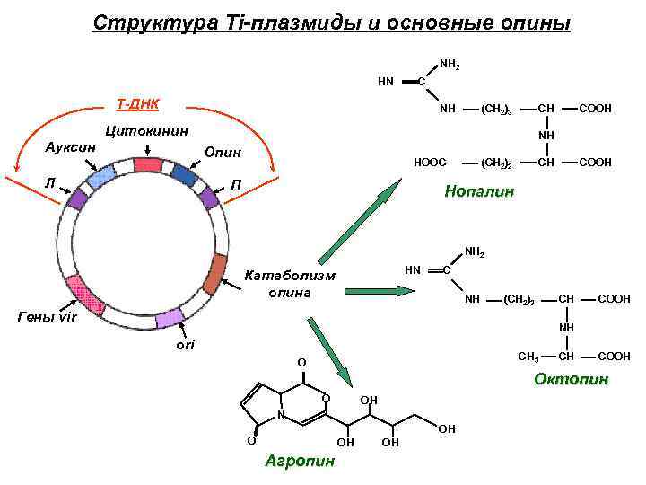 Элементы плазмид