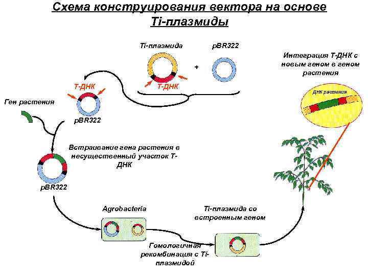 Вирус бактерия или плазмида несущая встроенный фрагмент. Векторы на основе ti-плазмид. Конструирование плазмиды. Плазмида схема. Конструирование векторных систем на основе ti-плазмид.