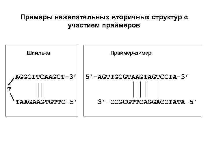 Примеры нежелательных вторичных структур с участием праймеров Шпилька AGGCTTCAAGCT-3’ Праймер-димер 5’-AGTTGCGTAAGTAGTCCTA-3’ T TAAGAAGTGTTC-5’ 3’-CCGCGTTCAGGACCTATA-5’