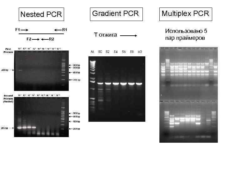 Gradient PCR Nested PCR F 1 R 1 F 2 R 2 T отжига