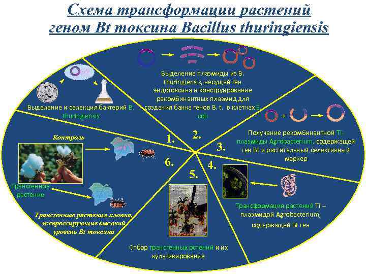 Схема трансформации растений геном Bt токсина Bacillus thuringiensis Выделение и селекция бактерий B. thuringiensis