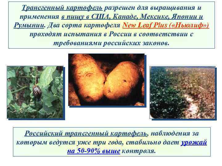 Трансгенный картофель разрешен для выращивания и применения в пищу в США, Канаде, Мексике, Японии