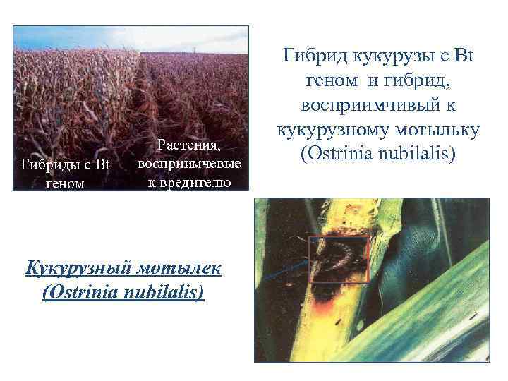 Гибриды с Bt геном Растения, восприимчевые к вредителю Кукурузный мотылек (Ostrinia nubilalis) Гибрид кукурузы
