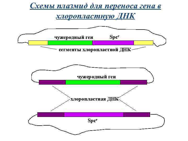 Схемы плазмид для переноса гена в хлоропластную ДНК чужеродный ген Spcr сегменты хлоропластной ДНК