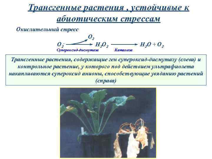 Трансгенные растения , устойчивые к абиотическим стрессам Окислительный стресс O 2 - O 2
