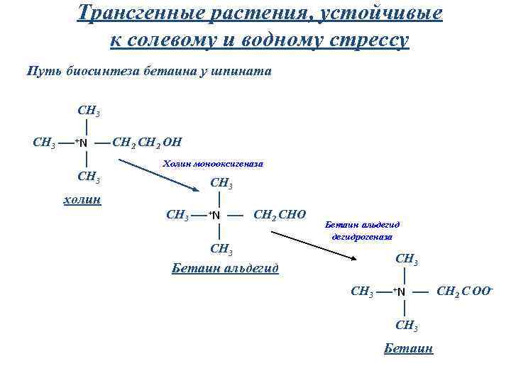 Трансгенные растения, устойчивые к солевому и водному стрессу Путь биосинтеза бетаина у шпината CH