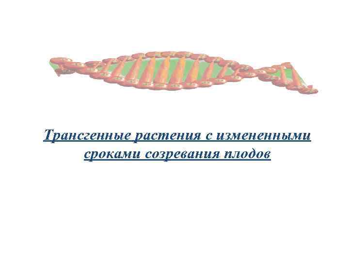 Трансгенные растения с измененными сроками созревания плодов 