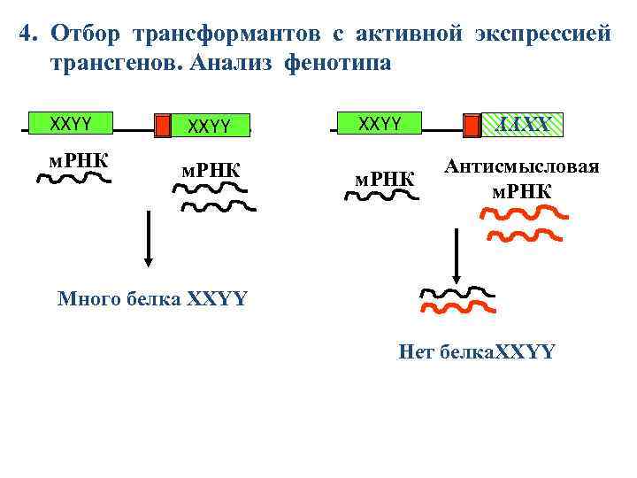 4. Отбор трансформантов с активной экспрессией трансгенов. Анализ фенотипа м. РНК XXYY ХХYY XXYY