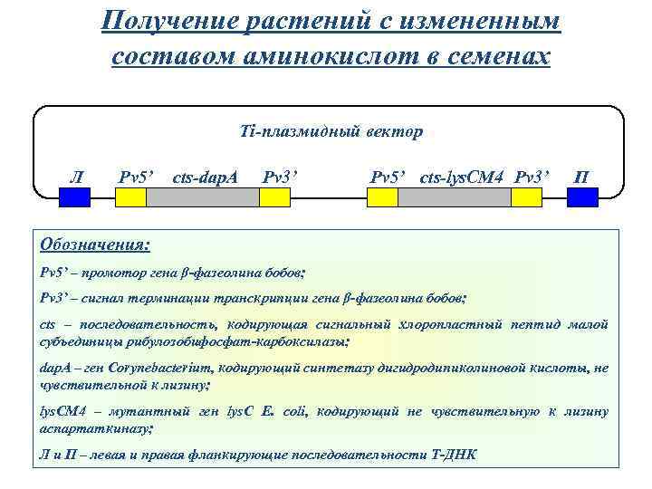 Получение растений с измененным составом аминокислот в семенах Ti-плазмидный вектор Л Pv 5’ cts-dap.