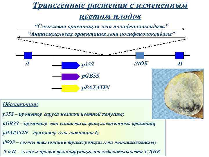 Трансгенные растения с измененным цветом плодов “Cмысловая ориентация гена полифенолоксидазы” “Антисмысловая ориентация гена полифенолоксидазы”