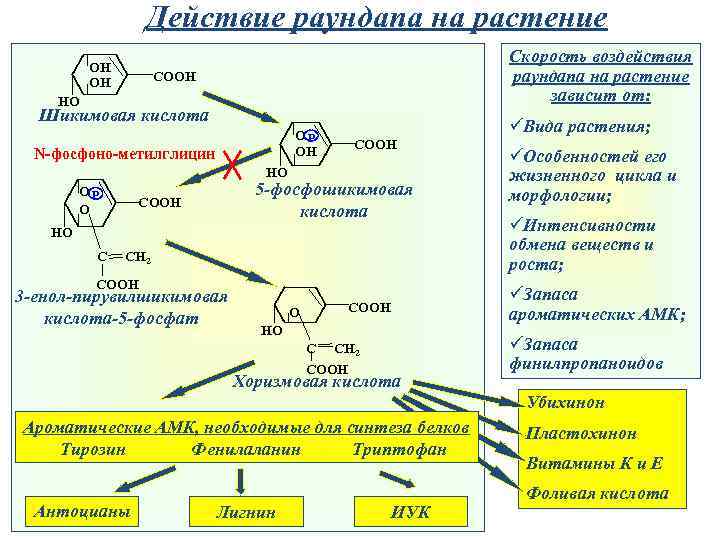 Действие раундапа на растение OH OH Скорость воздействия раундапа на растение зависит от: COOH