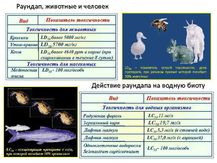 Раундап, животные и человек Вид Показатель токсичности Токсичность для животных LD 50 более 5000