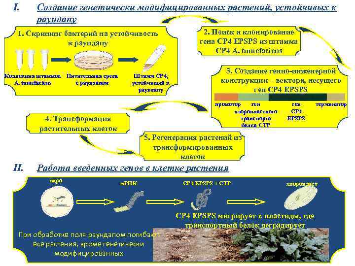 I. Создание генетически модифицированных растений, устойчивых к раундапу 1. Скрининг бактерий на устойчивость к