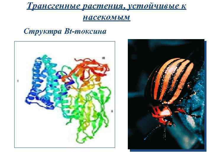 Трансгенные растения, устойчивые к насекомым Структра Bt-токсина 