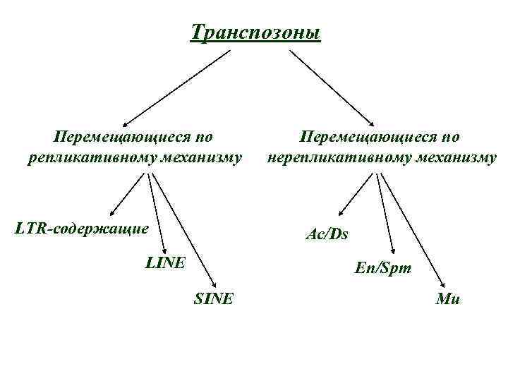 Транспозоны Перемещающиеся по репликативному механизму LTR-содержащие Перемещающиеся по нерепликативному механизму Ac/Ds LINE En/Spm SINE