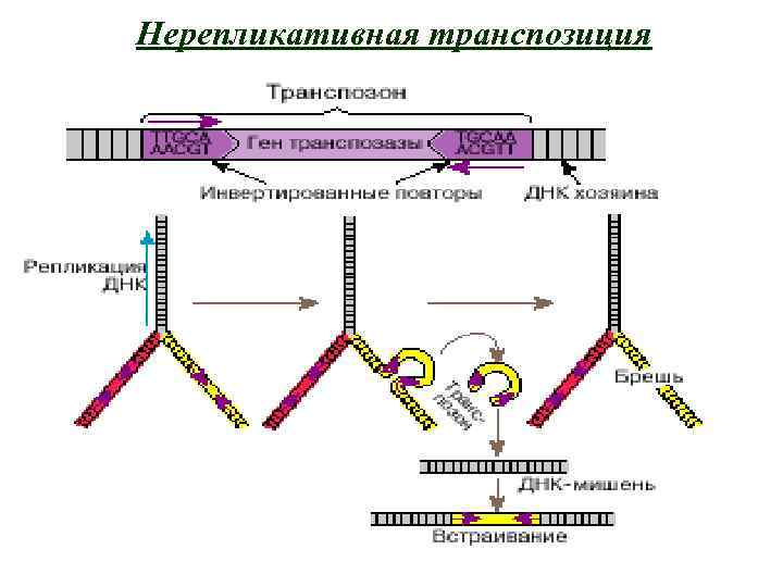Нерепликативная транспозиция 