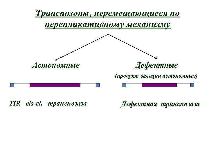 Транспозоны, перемещающиеся по нерепликативному механизму Автономные Дефектные (продукт делеции автономных) TIR cis-el. транспозаза Дефектная