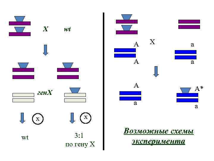 Х wt A A X a a A x wt A* a ген. Х
