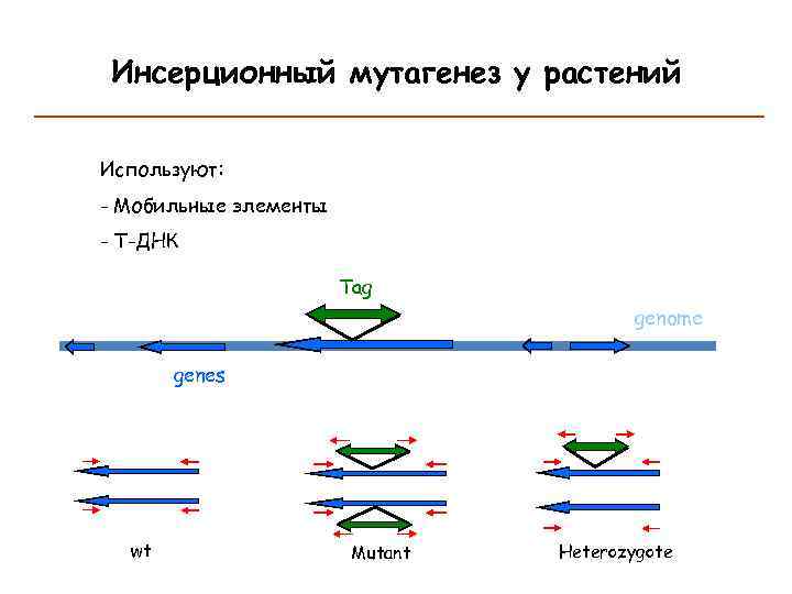 Инсерционный мутагенез у растений Используют: - Мобильные элементы - T-ДНК Tag genome genes wt