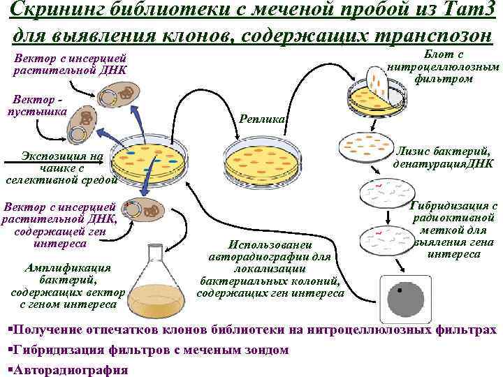 Скрининг библиотеки с меченой пробой из Tam 3 для выявления клонов, содержащих транспозон Блот