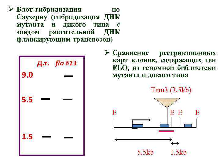 Ø Блот-гибридизация по Саузерну (гибридизация ДНК мутанта и дикого типа с зондом растительной ДНК