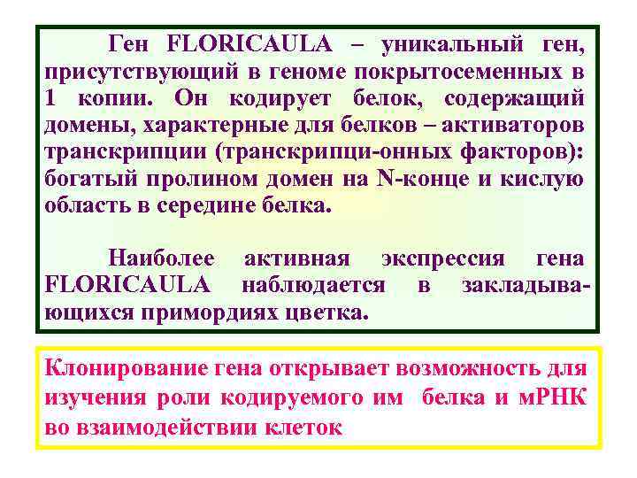 Ген FLORICAULA – уникальный ген, присутствующий в геноме покрытосеменных в 1 копии. Он кодирует