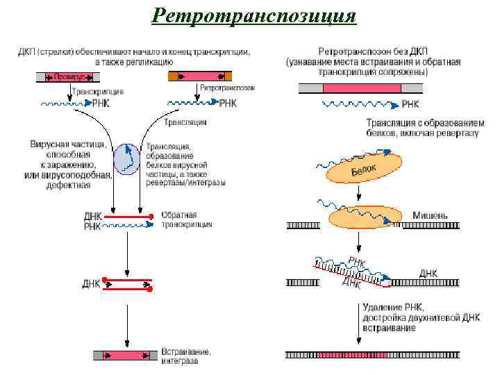 Ретротранспозиция 