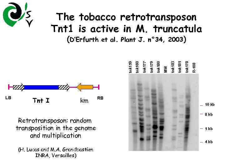 The tobacco retrotransposon Tnt 1 is active in M. truncatula LB Tnt I km