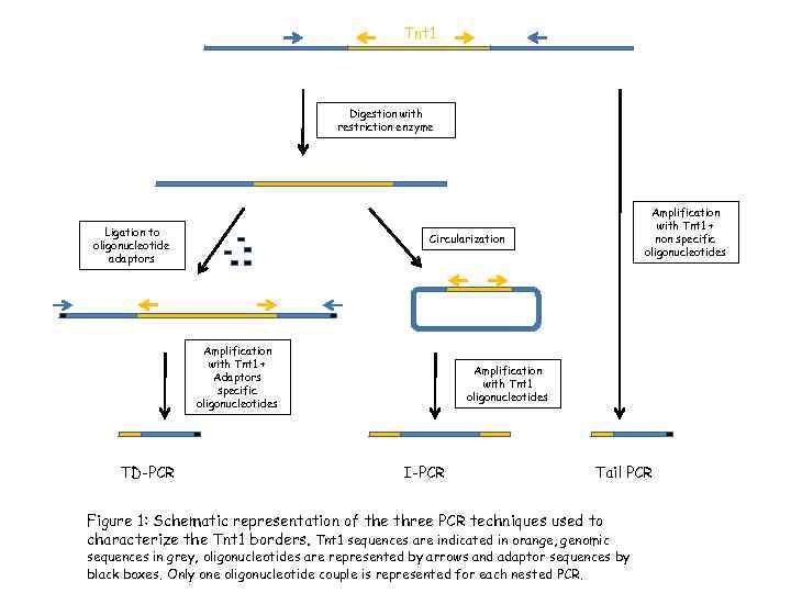 Tnt 1 Digestion with restriction enzyme Ligation to oligonucleotide adaptors Circularization Amplification with Tnt