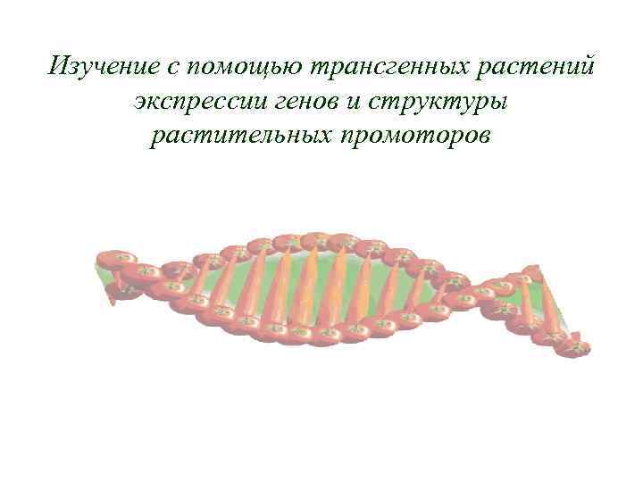 Изучение с помощью трансгенных растений экспрессии генов и структуры растительных промоторов 